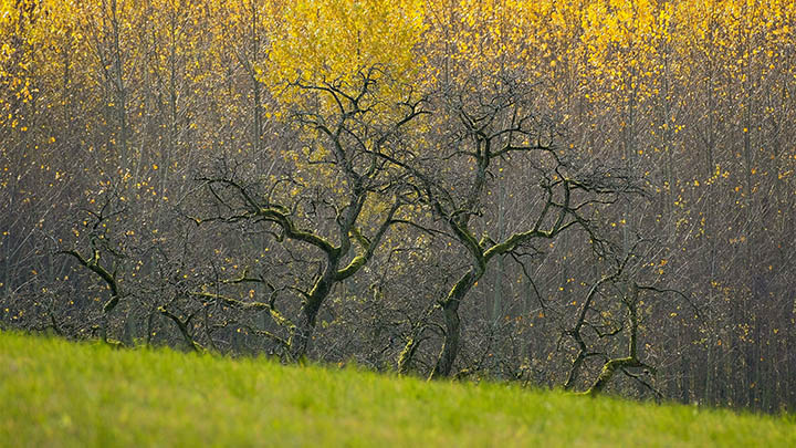揭秘叶卡捷琳娜二世第12集，历史剧情背后的精彩内幕你知道多少？-影视狐