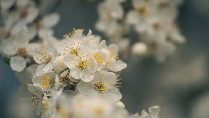 揭开叶卡捷琳娜二世电视剧背后的历史真相，了解百年王朝的奥秘与魅力！-影视狐