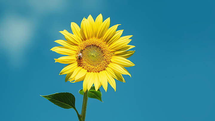 图片[2]-叶卡捷琳娜的传奇人生，电影电视剧为何引发热议？-影视狐