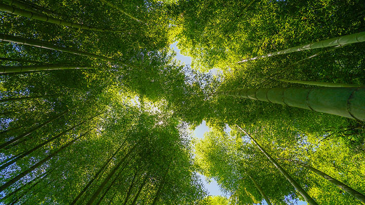 我了解了叶卡捷琳娜，竟然发现了这些鲜为人知的历史秘密！-影视狐