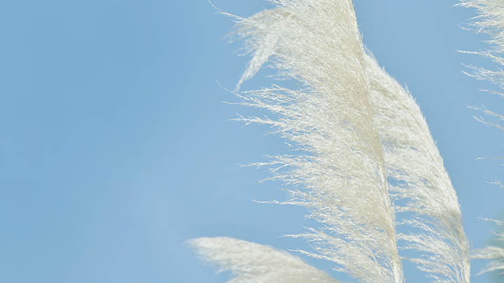 叶卡捷琳娜大帝美剧在线，讲述了怎样的皇后传奇？-影视狐