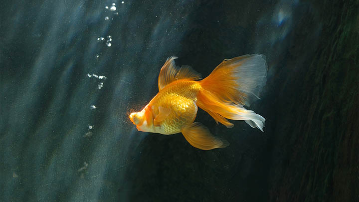 图片[2]-叶卡捷琳娜二世，这位俄罗斯女王如何改变了历史的轨迹？-影视狐