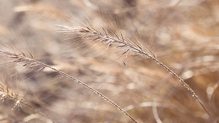 图片[2]-叶卡捷琳娜二世的饰演者，为什么让人惊艳到泪目？-影视狐
