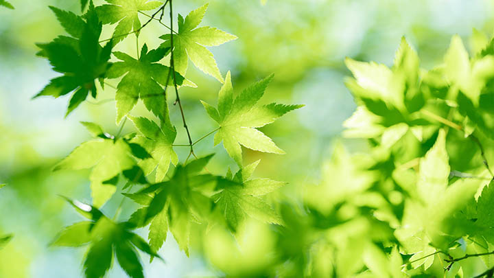 叶卡捷琳娜二世为何能改变俄罗斯的历史？-影视狐