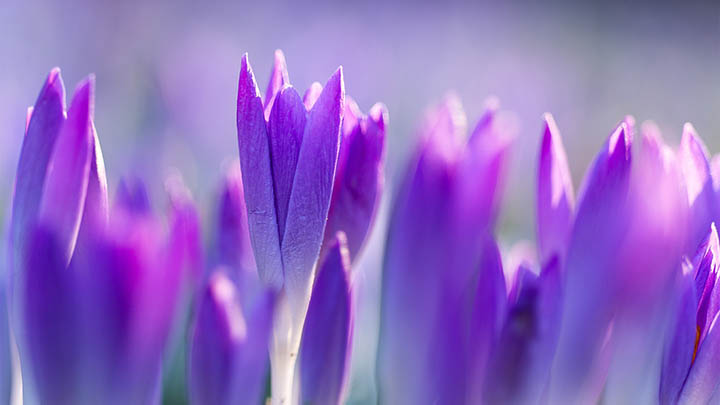 叶卡捷琳娜历史风貌大揭秘，动人图片带你穿越时空吗？-影视狐