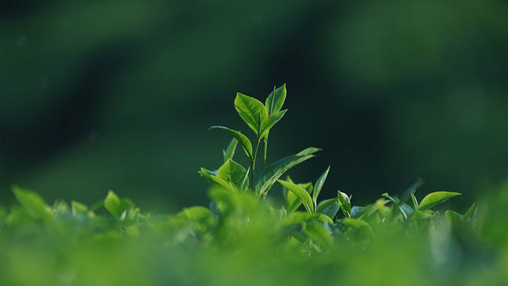 叶卡捷琳娜第二季剧情大揭秘，让你走进权谋与爱情交织的宫廷生活！-影视狐