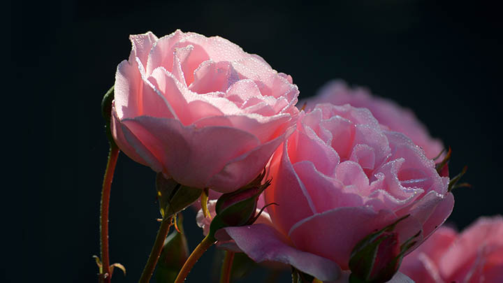 这个电视剧，关于叶卡捷琳娜大帝的故事，你绝对不想错过！-影视狐