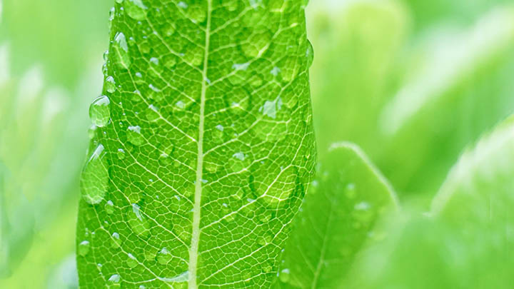 叶卡捷琳娜第一集，揭开历史女皇的神秘面纱，你准备好了解她的传奇了吗？-影视狐