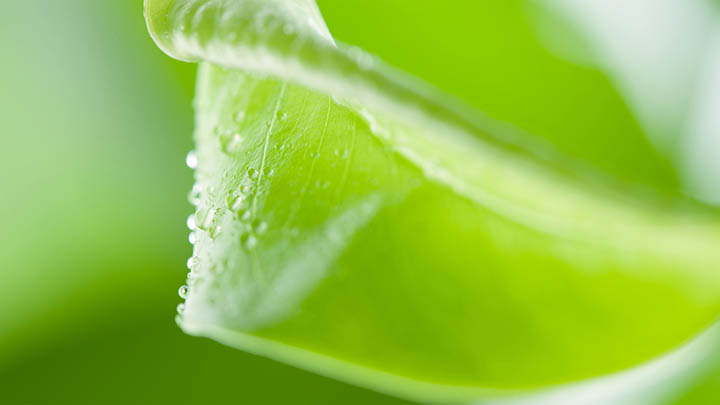 叶卡捷琳娜满天星免费观看，是否值得你立刻去追？-影视狐