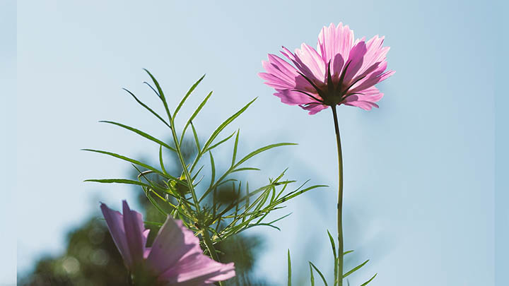 每晚听这部叶卡捷琳娜二世电视剧音乐，都会让你仿佛穿越时空！-影视狐