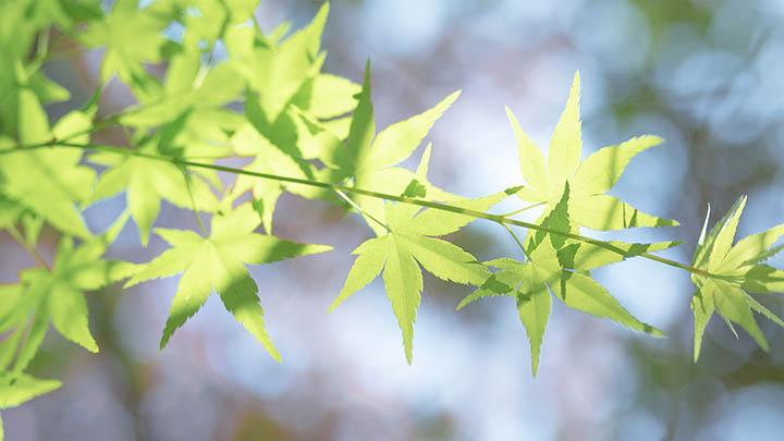 叶卡捷琳娜大帝第一季第一集：这个女人如何改变了历史的轨迹？-影视狐