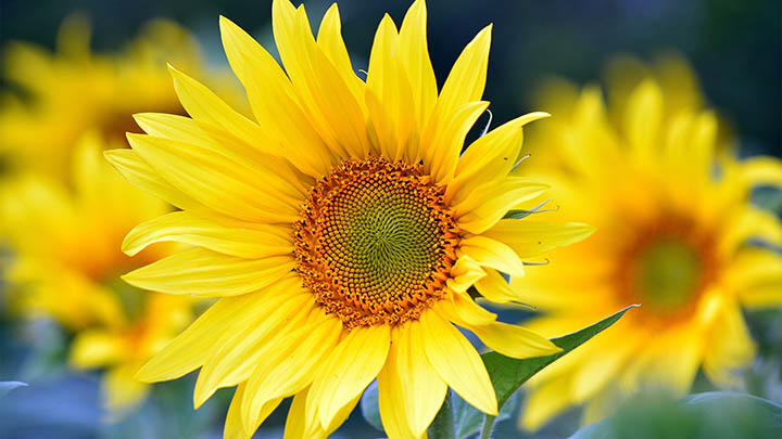 图片[2]-叶卡捷琳娜究竟是美女还是另一种神秘魅力？-影视狐