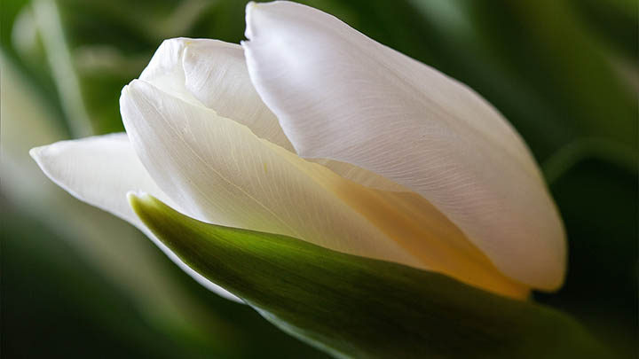 叶卡捷琳娜大帝电影版终于可以免费播放了，你准备好了吗？-影视狐