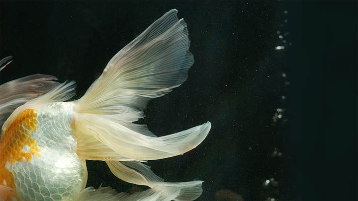 图片[2]-我花了一个星期，终于搞懂了叶卡捷琳娜到底是谁！-影视狐