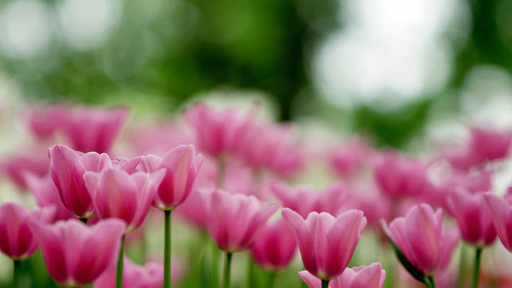 叶卡捷琳娜的传奇一生,你对她了解多少?-影视狐