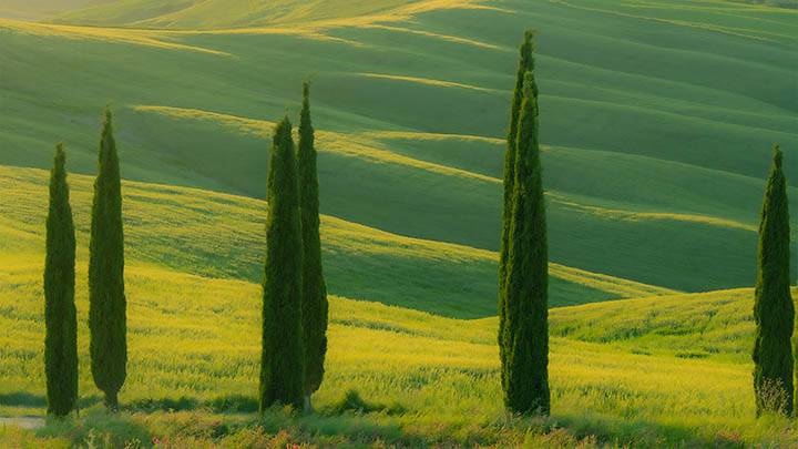 想要在线观看叶卡捷琳娜？你的追剧生涯从此开启新篇章！-影视狐