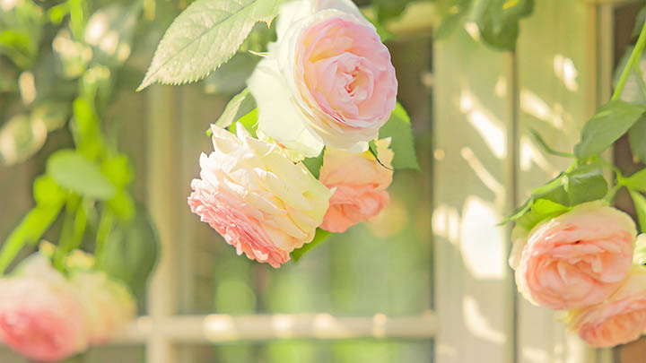 图片[2]-叶卡捷琳娜二世出生地揭秘，你知道她的故乡在哪儿吗？-影视狐