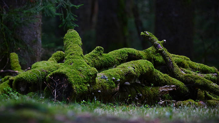 揭秘俄罗斯女皇叶卡捷琳娜大帝的传奇演员,带你深入了解她的历史魅力!-影视狐