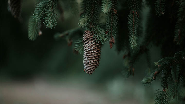 图片[2]-热衷历史剧的你不能错过叶卡捷琳娜第一季视频！-影视狐