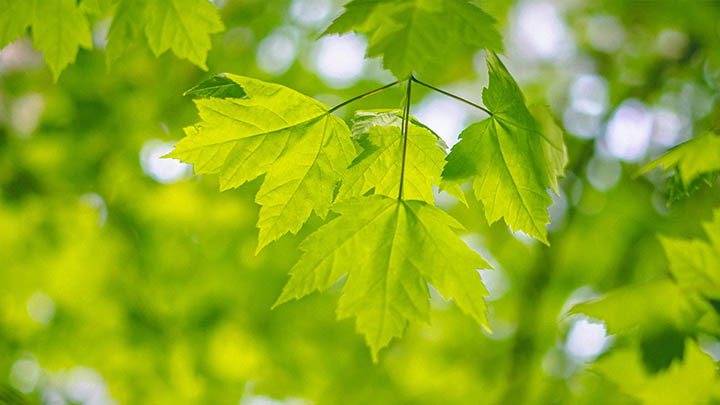 图片[2]-叶卡捷琳娜大帝第一季值得一看的理由，你准备好了吗？-影视狐