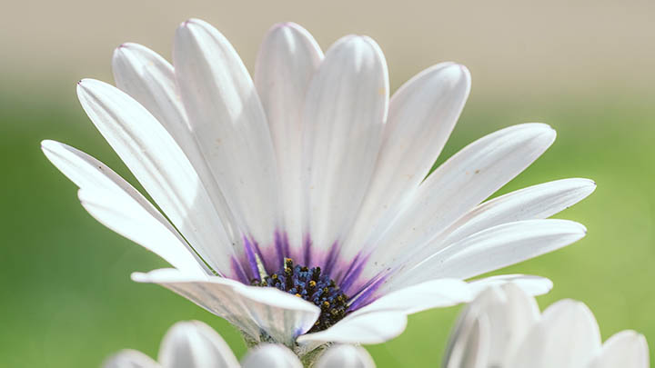 图片[2]-想知道怎么在线追叶卡捷琳娜大帝第一季吗？这里有个超实用的小指南！-影视狐