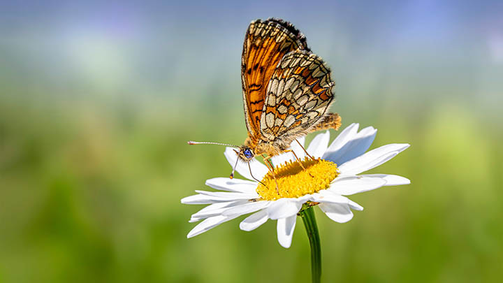 看完叶卡捷琳娜大帝，你知道这些演员都有哪些惊人表现吗？-影视狐