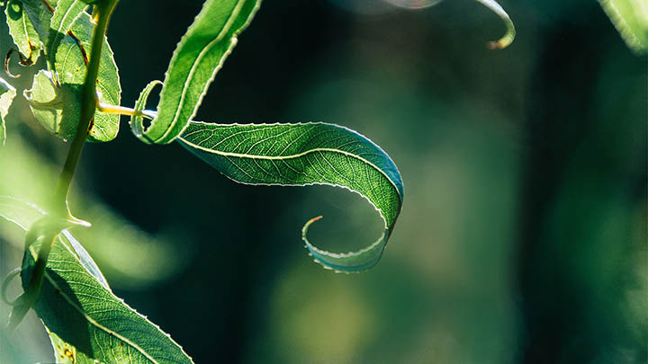 叶卡捷琳娜大帝全集百度云，揭秘这个传奇女性的权力与智慧之旅！-影视狐