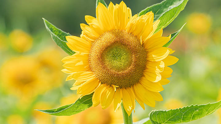 叶卡捷琳娜大帝第一季中俄字幕你看懂了吗？别被翻译搞糊涂！-影视狐