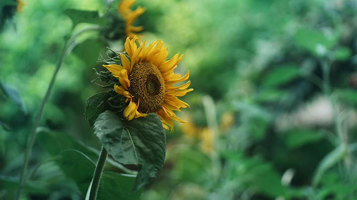 图片[2]-叶卡捷琳娜的美貌究竟有多惊艳，真让人不敢相信；-影视狐