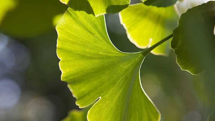 图片[2]-你知道叶卡捷琳娜大帝的俄版传奇吗？不可不知的历史真相！-影视狐