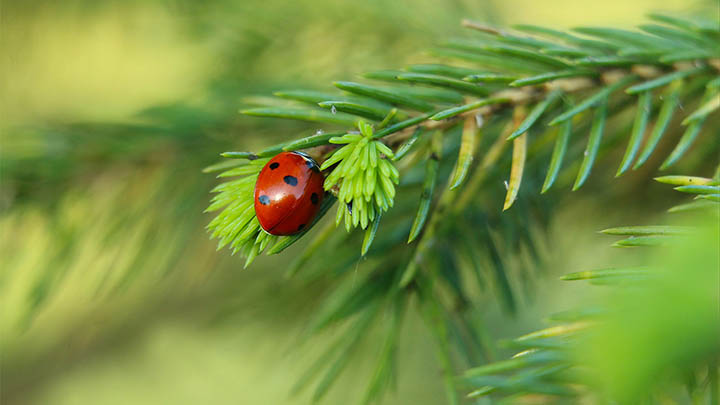 图片[2]-叶卡捷琳娜到底是什么人？她的故事鲜为人知！-影视狐