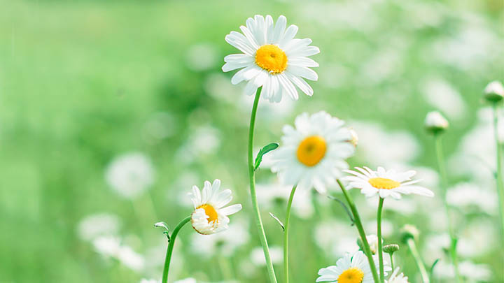 图片[2]-揭开叶卡捷琳娜二世的传奇人生，探索她的权力与智慧之路！-影视狐