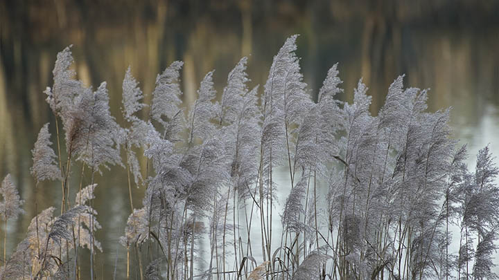 图片[2]-沉迷于叶卡捷琳娜俄剧在线？你不可错过的精彩瞬间！-影视狐